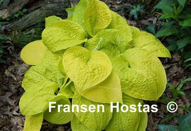 Hosta Love's Purest Light